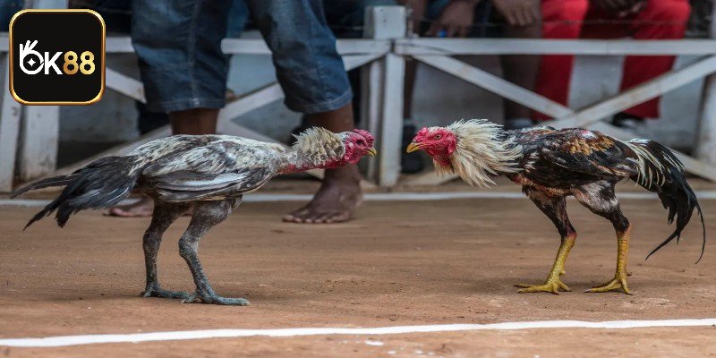 Vài nét về luật chơi đá gà cựa sắt miền Tây